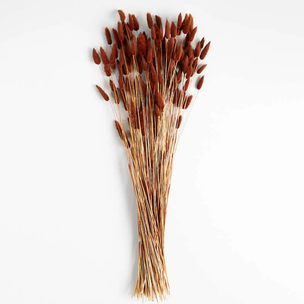 Crate & Barrel Dried Rust Bunny Tail Bunch